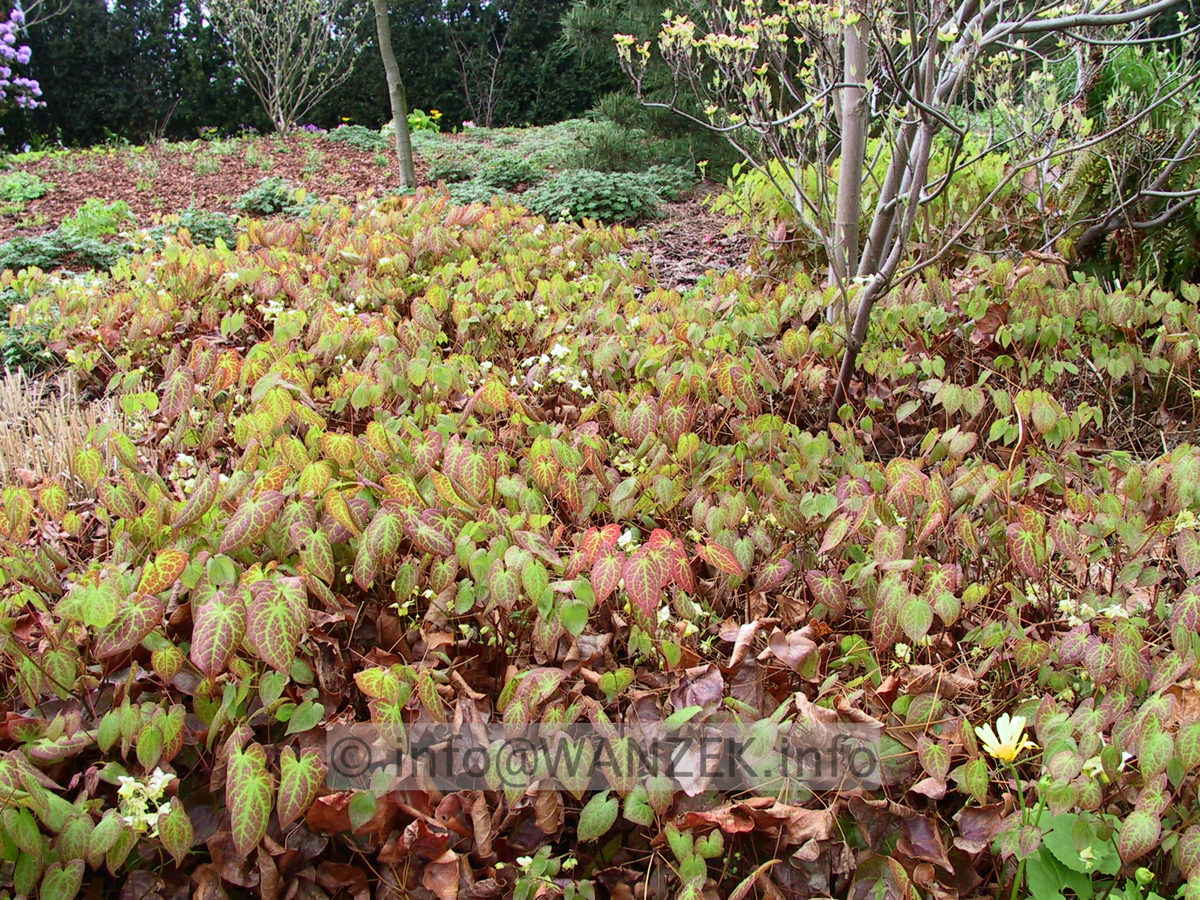 Epimedium versicolor Sulphureum - Austrieb,flaechig.jpg